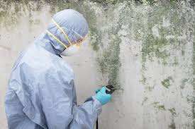 Biohazard Mold Removal in Bodega Bay, CA